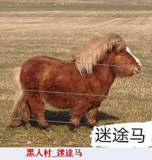 黑人村_迷途马2.png