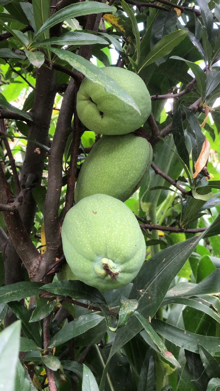 酸木瓜.jpg